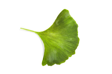 Ginkgo leaf isolated. Gingko tree plant green leaves isolated on white background, close-up
