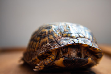 Hiding turtle