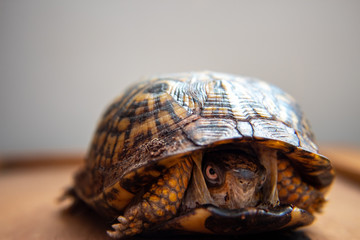 closeup of a tortoise