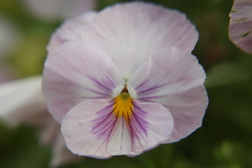 white and purple flower in spring garden 