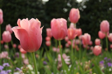 pink tulips in spring garden 