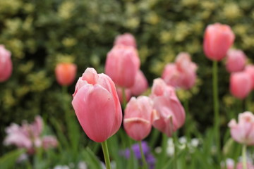 pink tulips in spring garden 