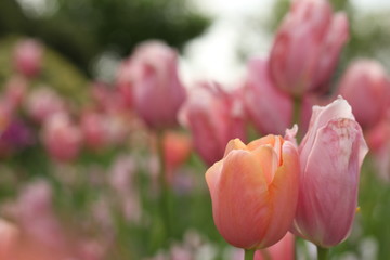 pink tulips in spring garden 