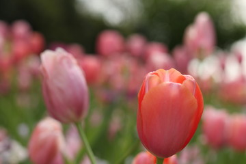 pink tulips in spring garden 