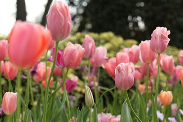 pink tulips in spring garden 