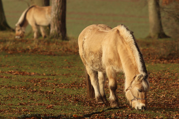 Two Norwegian Fjord horses grazing