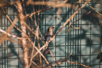 House Sparrow On Fence