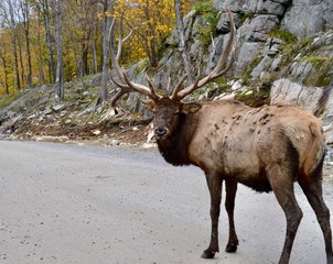 promenade du cerf