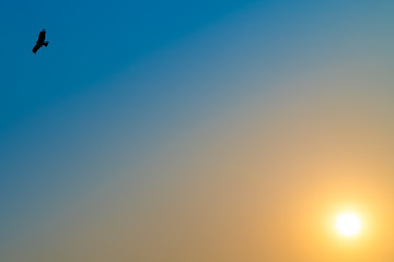 sky bird sun