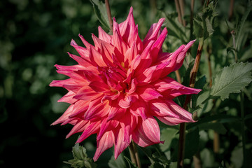 Detailed close up of a pink "Belle of Bamera" dahlia flower