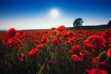 Meadow with beautiful bright red poppy flowers in spring. Poppies on green field. Rural landscape with red wildflowers