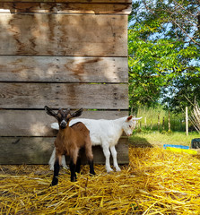 goat on a meadow