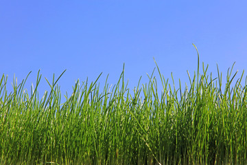 Green Grass Growing In Spring Against A Blue Sky Background