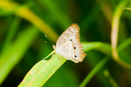 Macro photo of beautiful butterfly