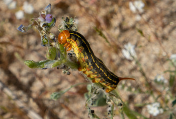 caterpillar on leaf