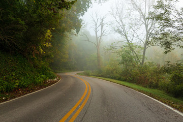 Winding road through foggy morning trees. 