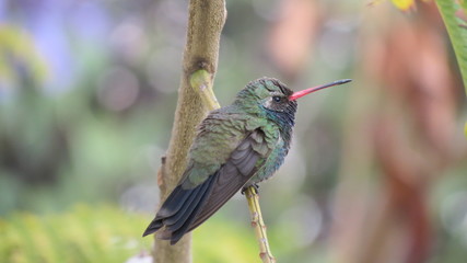 colibrí