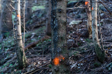 spruce marked with colour