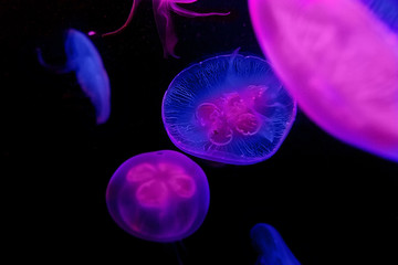 jellyfish in aquarium VII , france © livcool
