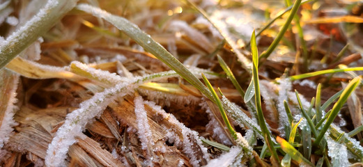 Gras im Frost in der Abendsonne