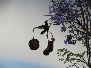 silueta colibrí © ARMANDO