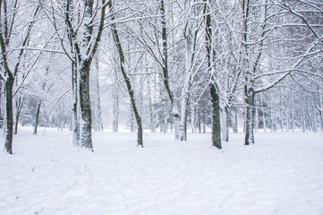 Snow is falling in a winter park with snow-white trees.