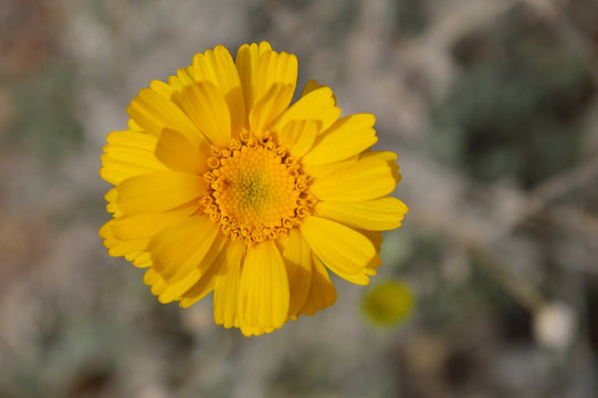 Yellow Desert Flower