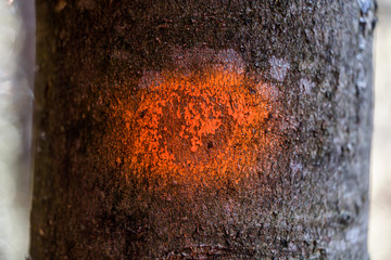 farbig markierte Bäume im Wald