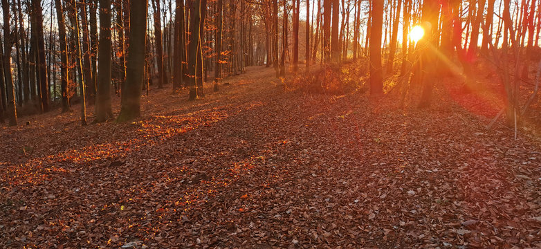 Wald im Herbst mit Sonnenstrahlen vom Sonnenuntergang