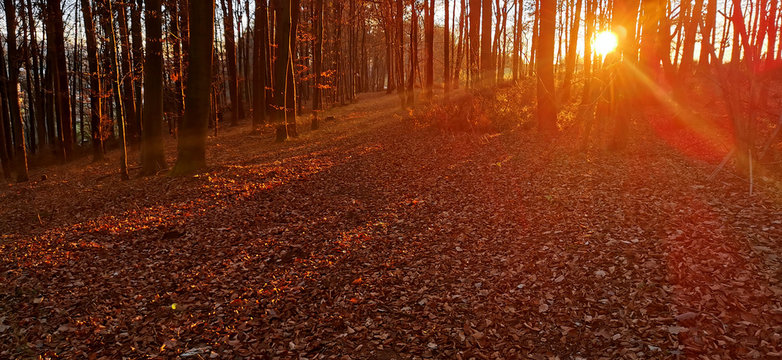 Wald im Herbst mit Sonnenuntergang