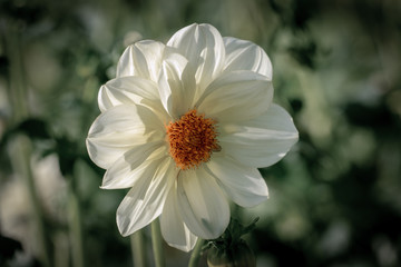 Obraz premium Detailed close up of a white 