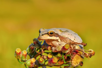 Beautiful Europaean Tree frog Hyla arborea - Stock Image