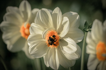 Detailed close up of a white 