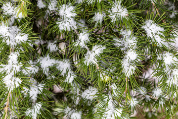 Close Up Pine Tree Branches With Snow