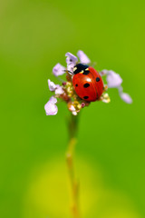 Beautiful ladybug on leaf defocused background