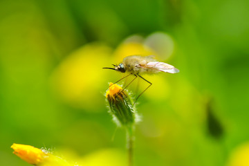 Macro shot of a robber fly 