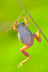 Beautiful Europaean Tree frog Hyla arborea - Stock Image