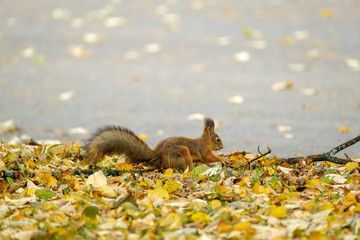 Squirrel runs on leaves in park