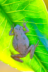 Beautiful Europaean Tree frog Hyla arborea - Stock Image