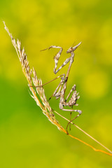 Close up of pair of Beautiful European mantis ( Mantis religiosa )