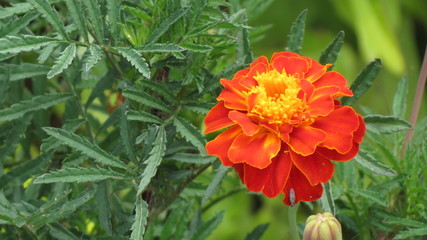 flor naranja