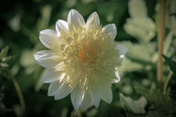 Detailed close up of a yellow "Freyas Paso Doble" dahlia flower