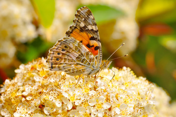 Closeup beautiful butterfly sitting on the flower.