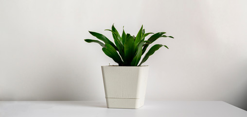 a minimal style of a flower plant pot at home on the shelf against the color wall