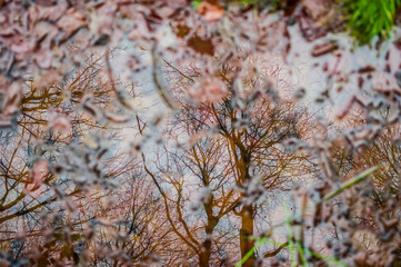 Stamm und Zweig eines Baumes mit einem Pilz in hellen Farben