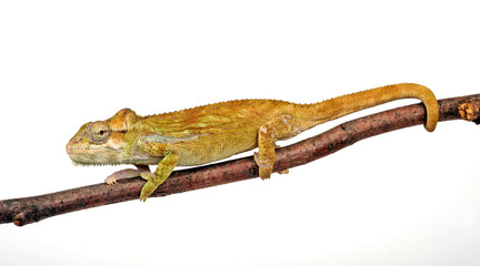 Knysna dwarf chameleon / Südafrikanisches Zwergchamäleon (Bradypodion damaranum) © bennytrapp