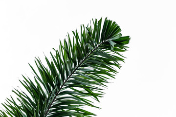 Beautiful big green palm leaf isolated on a white background