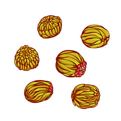 Tea shape of ball blooming flower traditional Chinese. Sketch line set vector illustration.