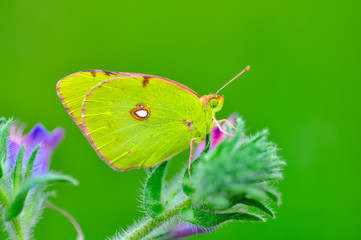 Closeup beautiful butterfly sitting on the flower.