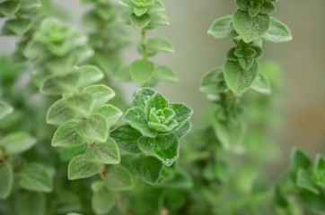 Raw oregano herb with water drops on it. Green fresh oregano spices. Wild natural oregano seasoning...
